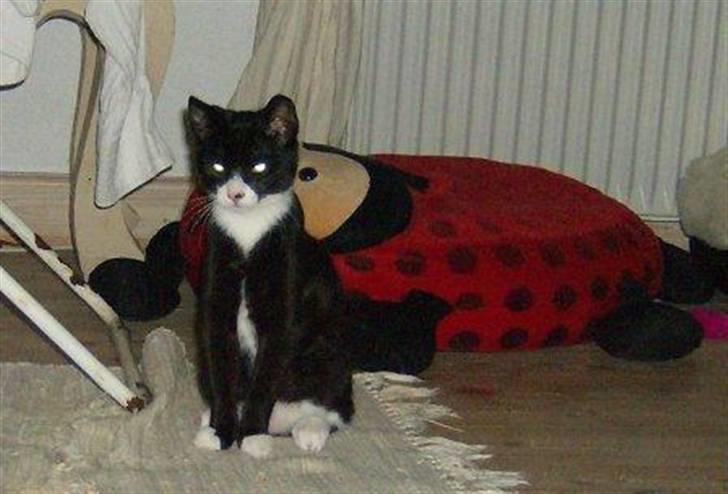 Huskat Giffie - ´´HER VOGTER JEG!´´ haha. ved mariehøne-sengen. billede 9