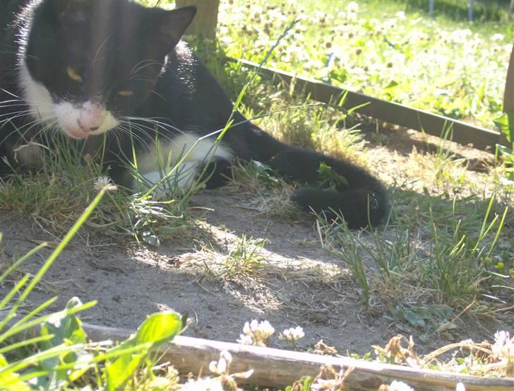 Huskat Giffie - ét stk. giffiemis<3 billede 10