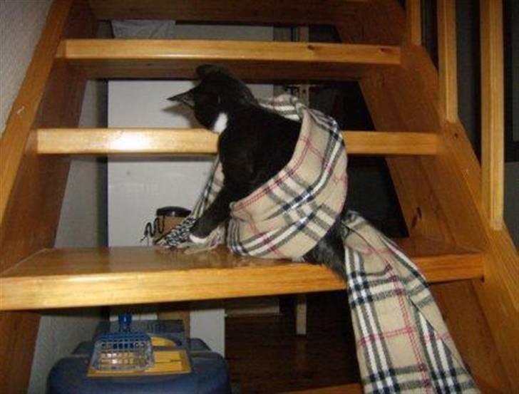 Huskat Giffie - The Princess Burberry <3 billede 11