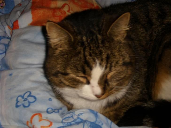 Huskat Æsel - Hygge trold(: billede 14