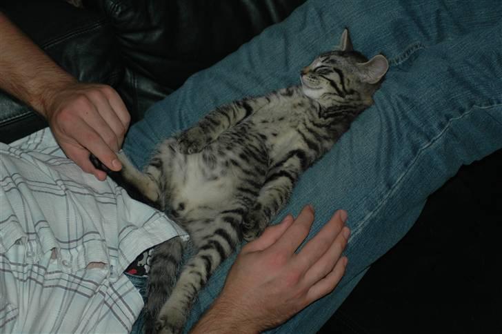 Huskat Gustav - ZZzzZZzzzzzzz billede 1