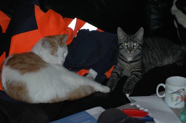 Huskat Gustav - Gustav og Tumle billede 2