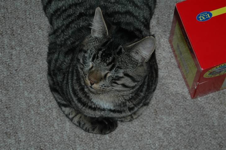 Huskat Gustav billede 3