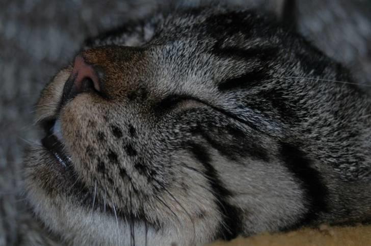 Huskat Gustav billede 4