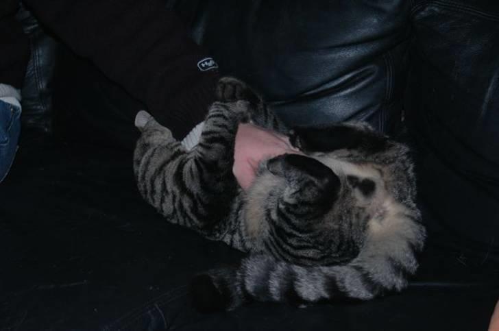 Huskat Gustav - Her er han i "bide/kradse" humør billede 5