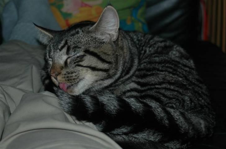 Huskat Gustav - vasketid billede 6