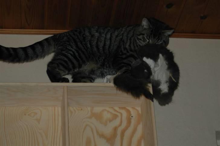 Huskat Gustav - Hvis vi smider det skind op på reolen bærer han det ned igen!! billede 7