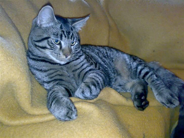 Huskat Gustav billede 8