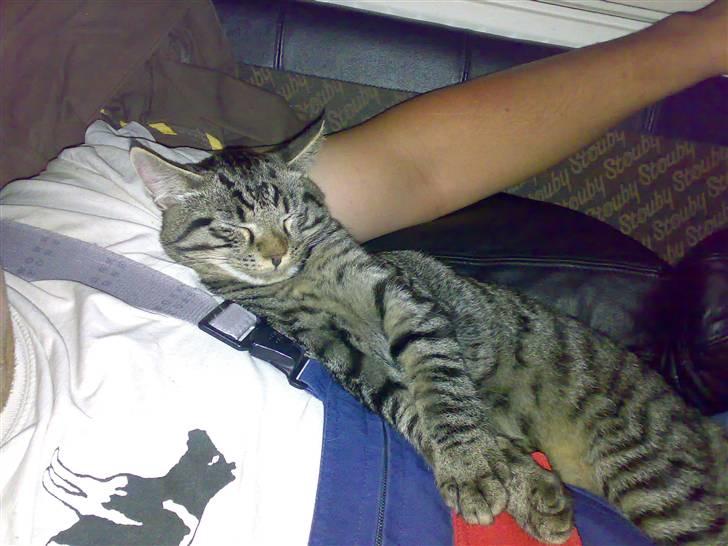 Huskat Gustav - Sover på fars mave billede 9