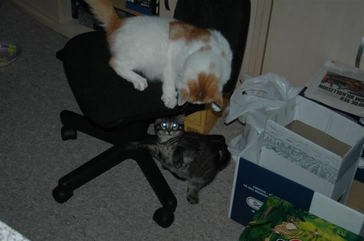 Huskat Gustav - Her han ude på skrammer billede 11