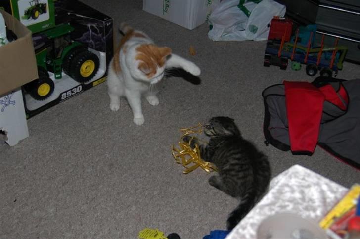 Huskat Gustav - ude på skrammer igen igen billede 12