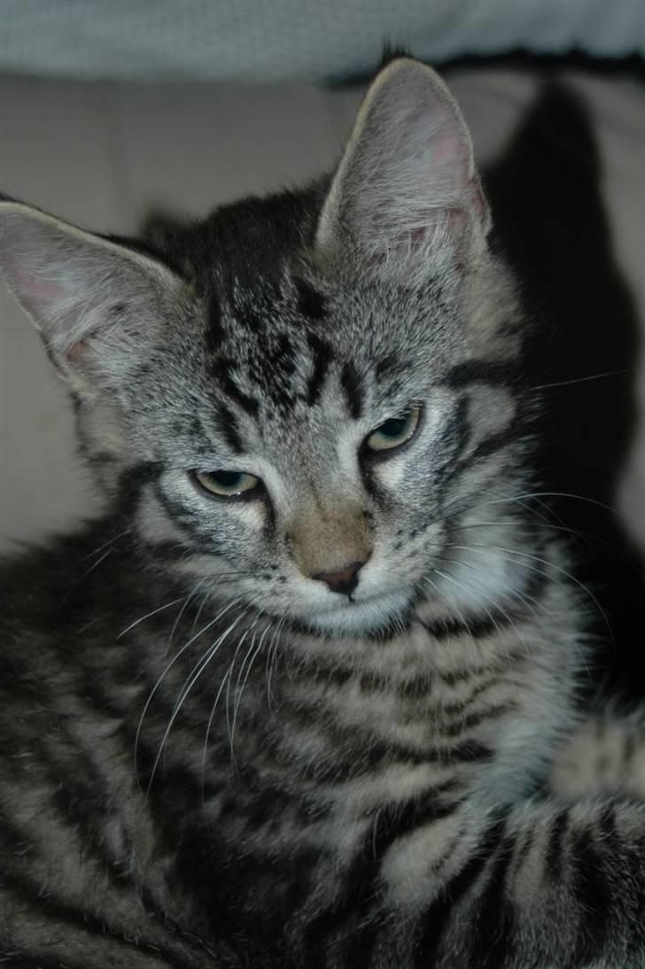 Huskat Gustav - en ulv i fåre klæder billede 13