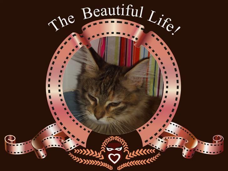 Maine Coon Silke - Er jeg ikke smuk.. billede 5