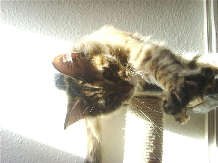 Maine Coon Silke - Jeg kan nææææsten nå dig..  billede 6