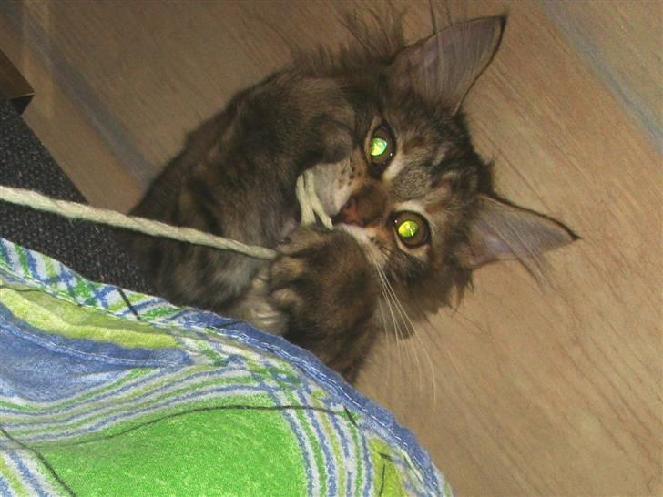 Maine Coon Silke - Jeg ELSKER snore billede 7