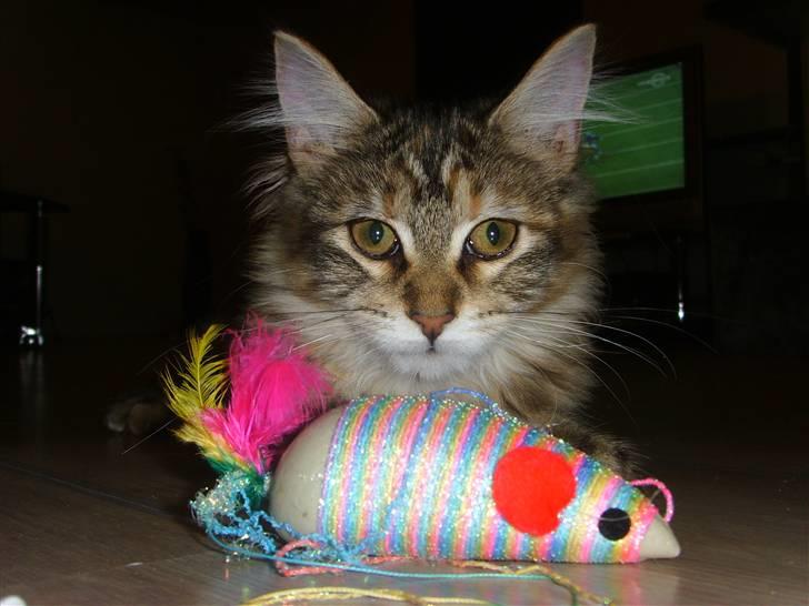 Maine Coon Silke - Mig og min ynglings mus.. billede 8