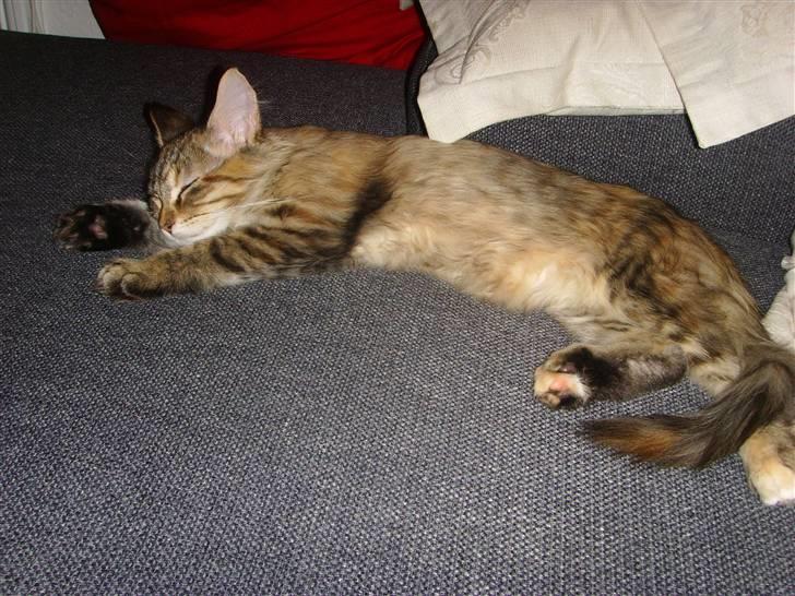 Maine Coon Silke - Zzzzz billede 9