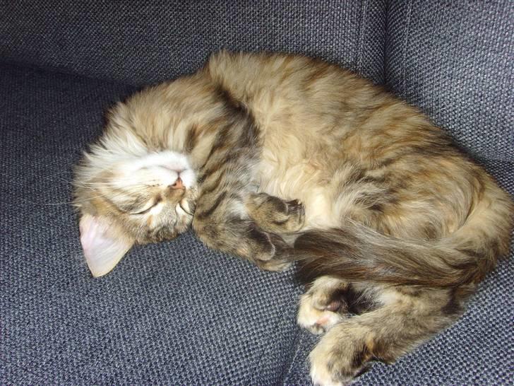 Maine Coon Silke - Jeg elsker at ligge på alle mulige måder når jeg sover...  billede 10