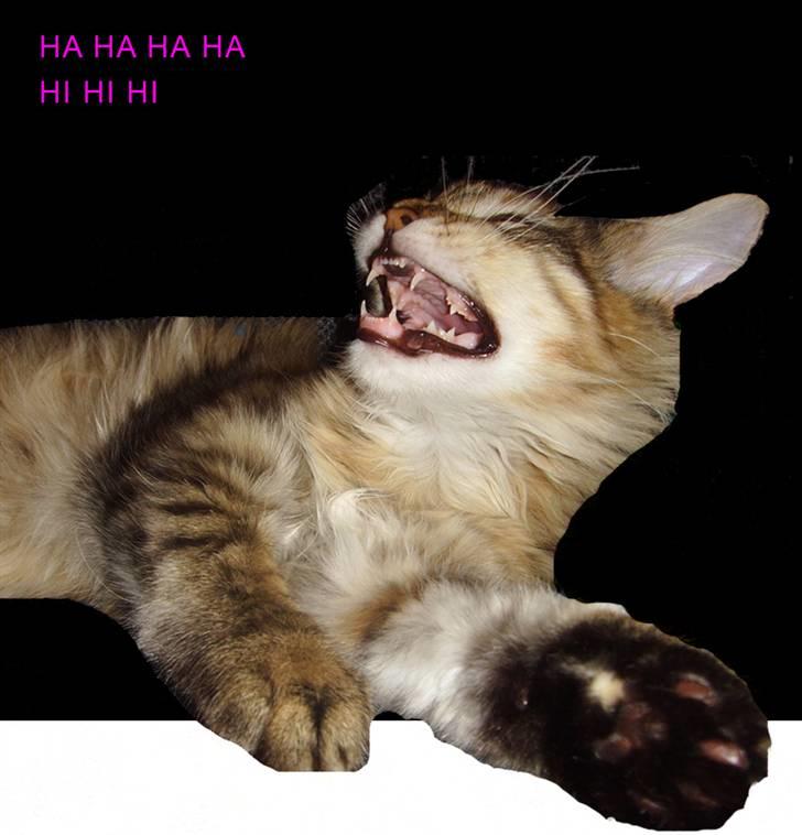 Maine Coon Silke - Hi hi hi... billede 11