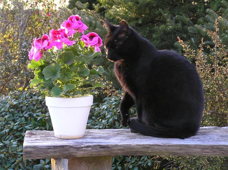 Huskat Buddi - Kongen over Bakkehuset q: Velkommen til Buddis profil q: billede 1