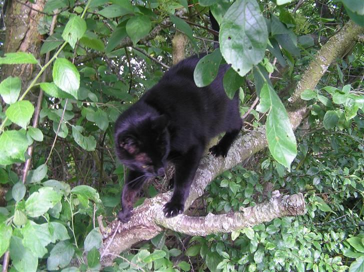 Huskat Buddi - Jeg kan da også klatre i træer q: billede 2