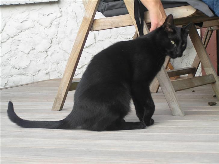 Huskat Buddi - Mmmm.. dejlige mor q: billede 3