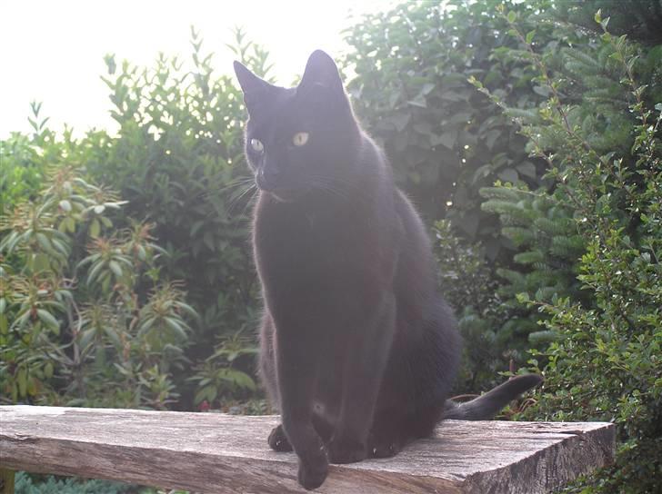 Huskat Buddi - Jeg er rigtig flot !! ikke ? q: billede 4