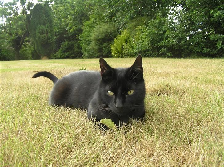 Huskat Buddi - Bøhh ! (: billede 5