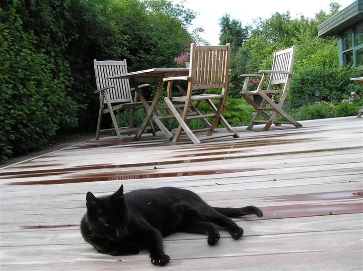 Huskat Buddi - Mmm.. der er lækkert her på teressen q: billede 6