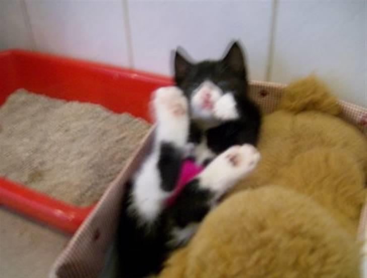 Huskat Giffie billede 12