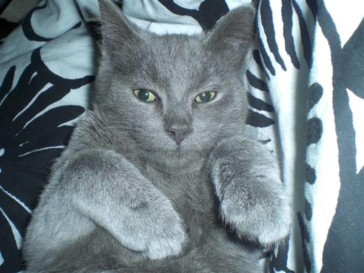 Blanding af racer Dusty billede 1