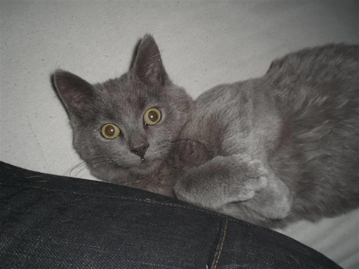 Blanding af racer Dusty billede 2