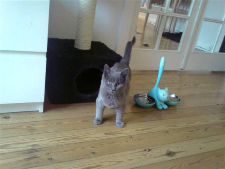 Blanding af racer Dusty - Jeg er lidt større end min madskål ;-) billede 3