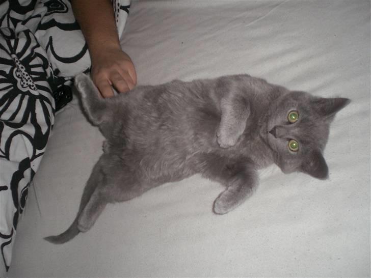 Blanding af racer Dusty - Jeg ruller altid rundt i håb om jeg bliver kælet mere... billede 4