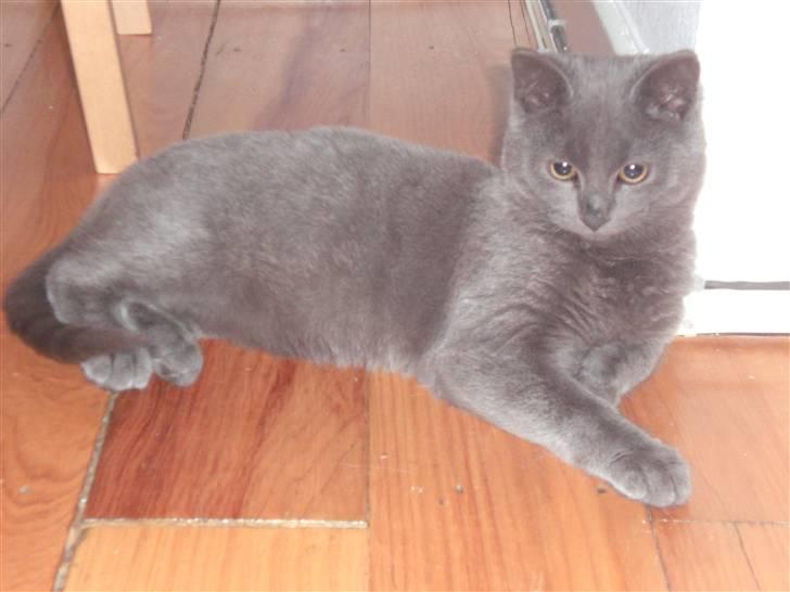 Blanding af racer Dusty billede 6