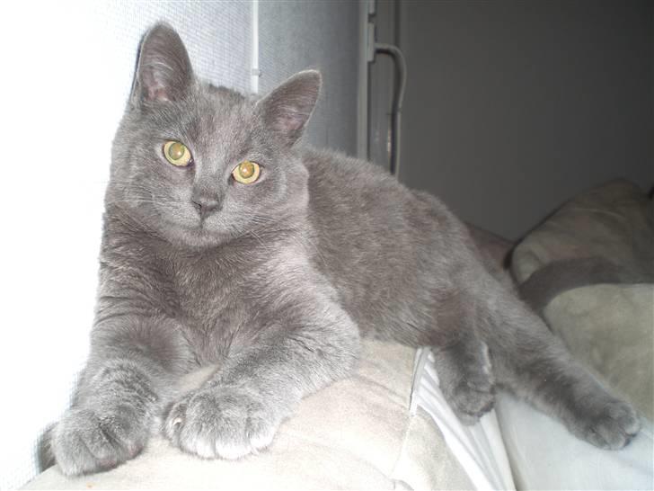 Blanding af racer Dusty billede 7