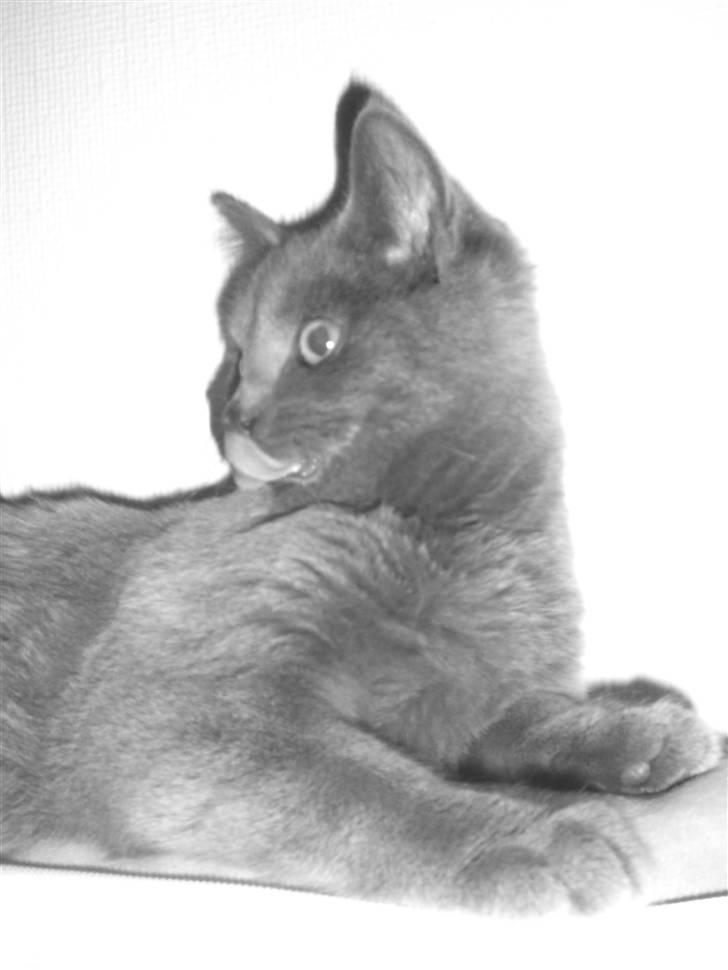 Blanding af racer Dusty billede 9