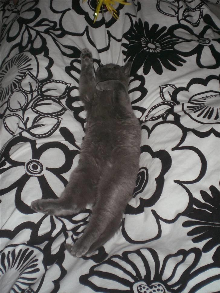 Blanding af racer Dusty billede 13