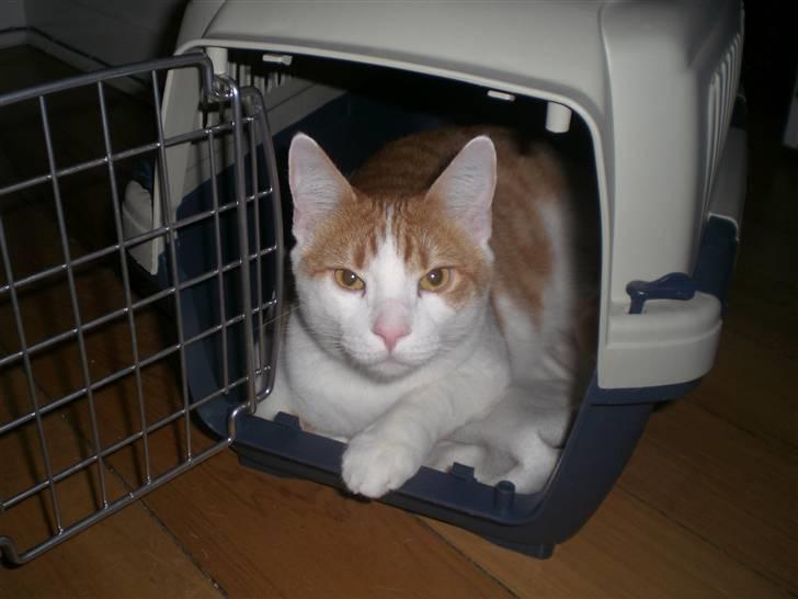 Huskat Speedy - Skal vi afsted nu? billede 14