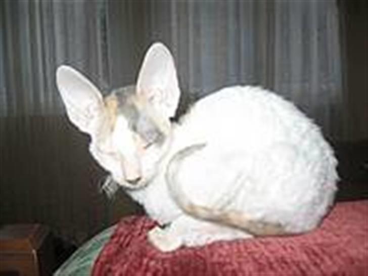 Cornish Rex Hexia de Trix - vores egen lille baby billede 1