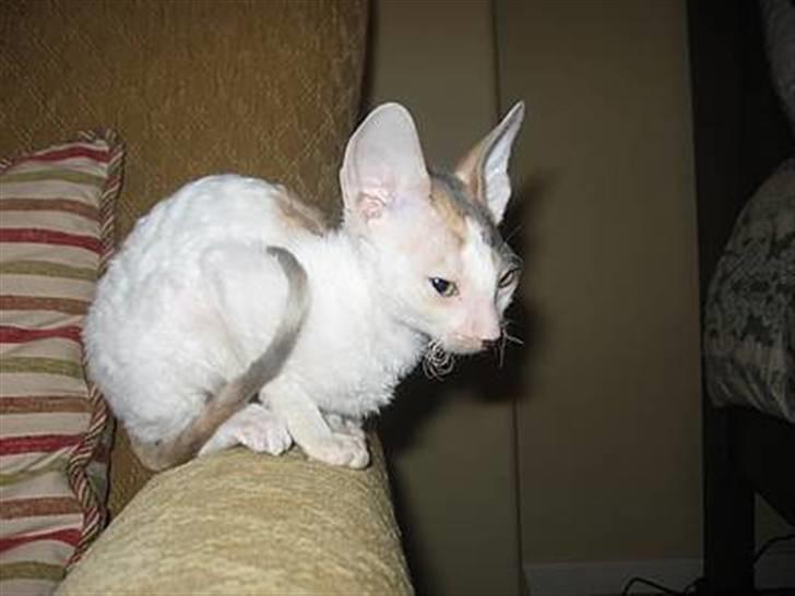 Cornish Rex Hexia de Trix - hun er så nuser billede 2