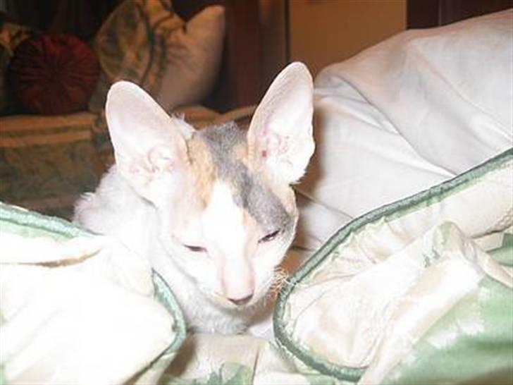 Cornish Rex Hexia de Trix - er hun ikke skøn?? billede 3