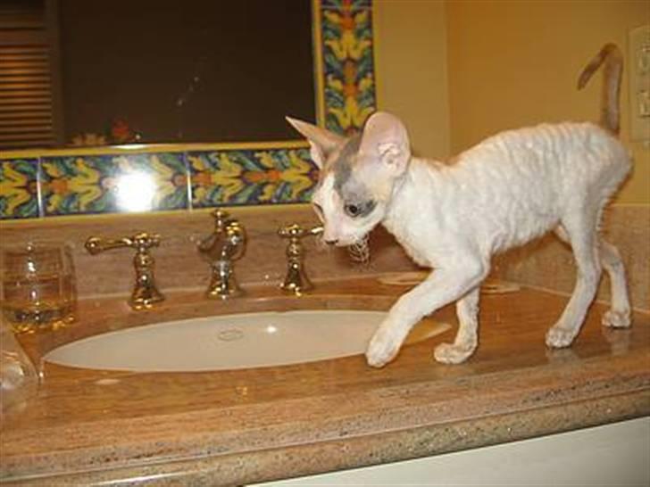 Cornish Rex Hexia de Trix - som I kan se er hun en lille elegant frøken.  billede 4
