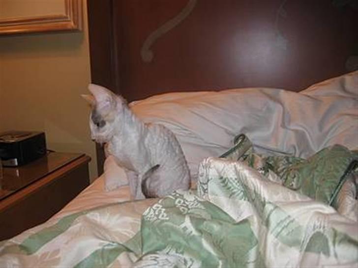 Cornish Rex Hexia de Trix - og hun er lege syg...=) billede 5
