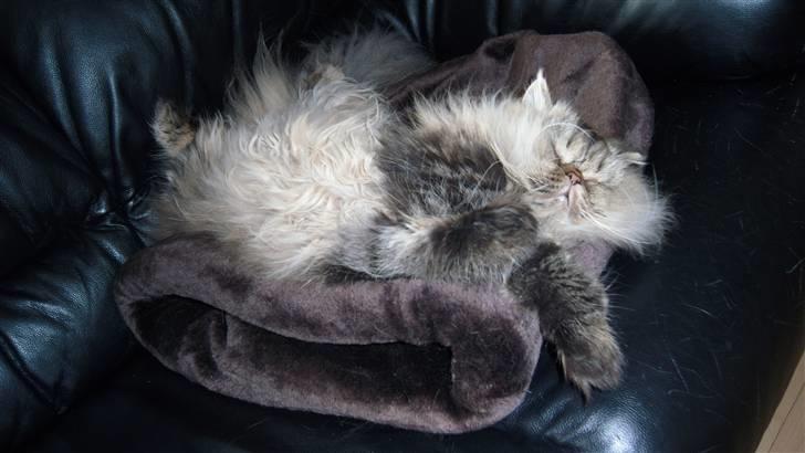 Perser Medea *Chatil de Rex's* - Jeg er ekspert i akavede sovestillinger :-) billede 15