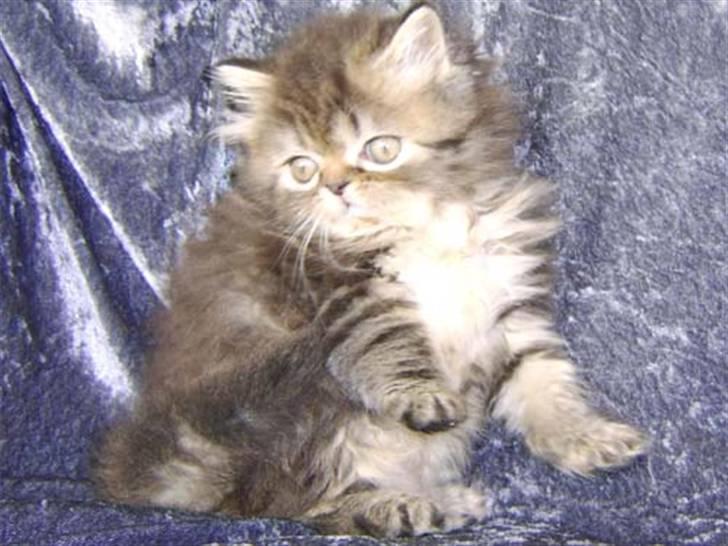 Perser Medea *Chatil de Rex's* - Her er lidt killingebilleder af mig. Var jeg ikke bare en nuttet lille killing? billede 16