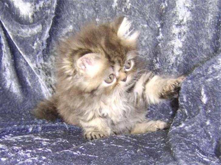 Perser Medea *Chatil de Rex's* - Jeg er en rigtig fræk tøs, som elsker at lege. billede 17