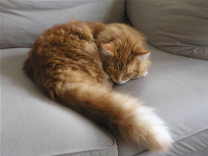 Maine Coon Ditocas Jason billede 1