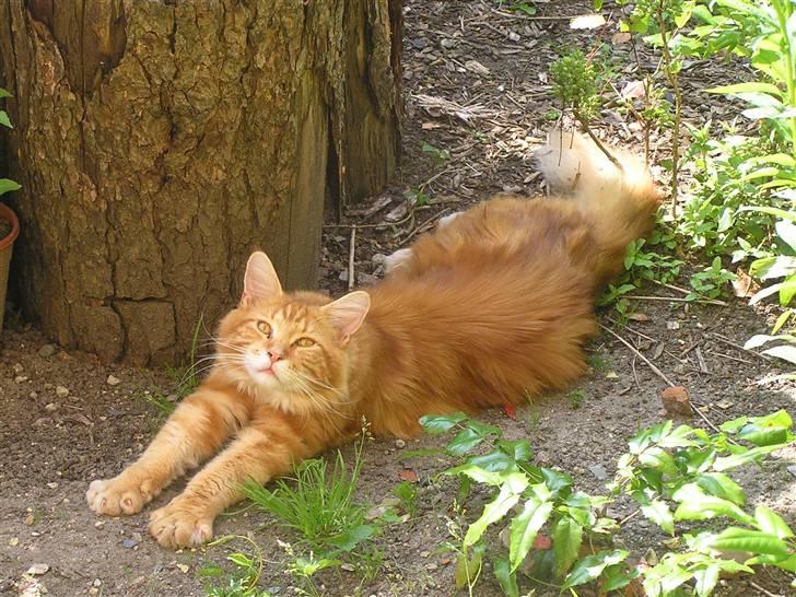 Maine Coon Ditocas Jason billede 6