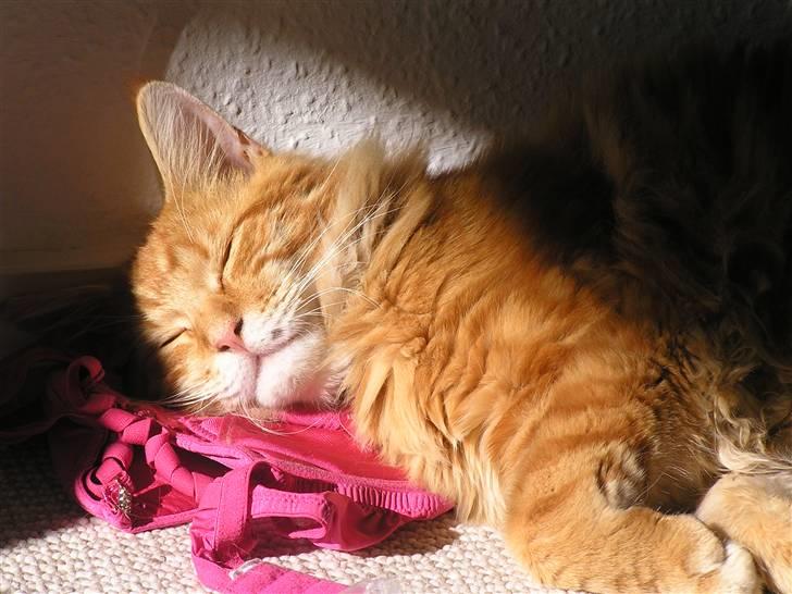 Maine Coon Ditocas Jason billede 7